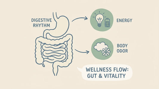 digestive rhythm influencing energy and body odor