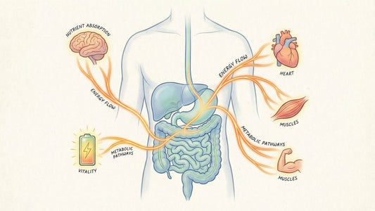 visual representation of digestive system and energy connection